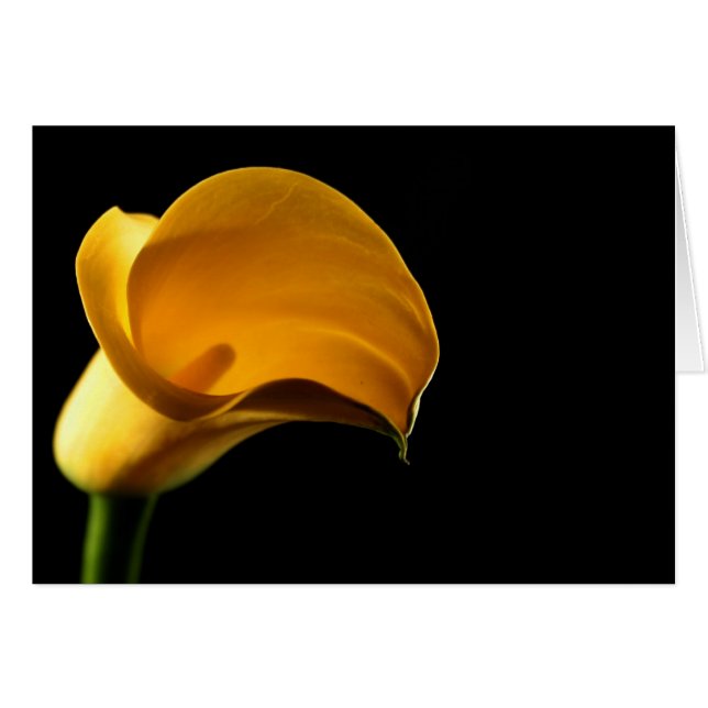 Yellow Lilly (Voorkant Horizontaal)