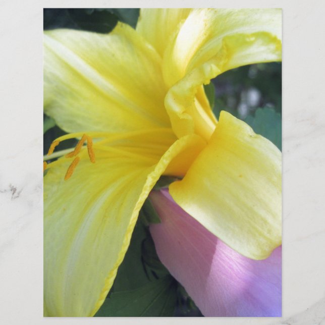 Yellow Lily (Voorkant)