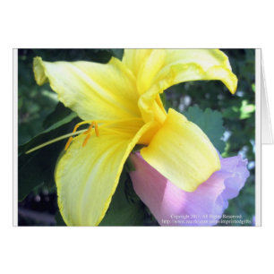 Yellow Lily