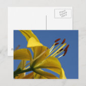 Yellow Lily Briefkaart (Voorkant / Achterkant)