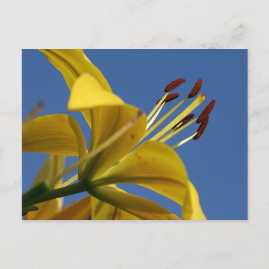 Yellow Lily Briefkaart (Voorkant)