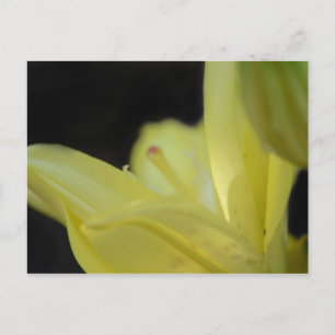 Yellow Lily door Shirley Taylor Briefkaart