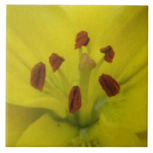 Yellow Lily Floral Tegel Tegeltje