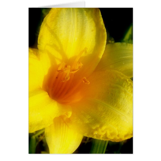 Yellow Lily Foto (Voorkant)