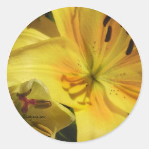 Yellow Lily Invitation Envelope Seal Ronde Sticker