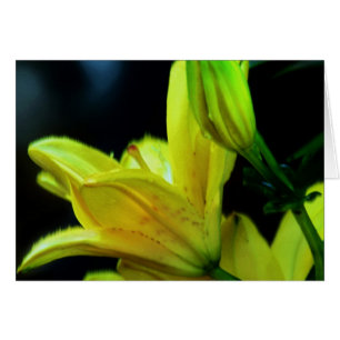 Yellow Lily met windeffect door Shirley Taylor