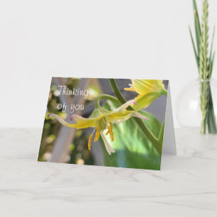 Yellow Lily penser de votre carte