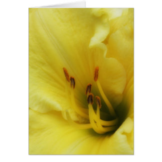 Yellow Lily sluit blanco kaart af