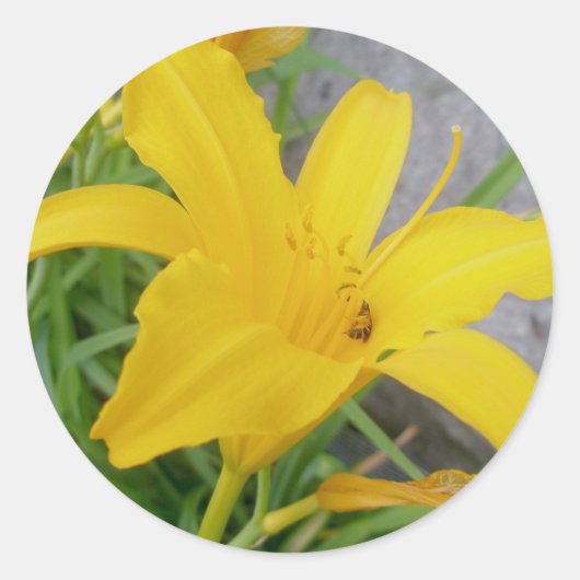 Yellow Lily Stickers (Voorkant)