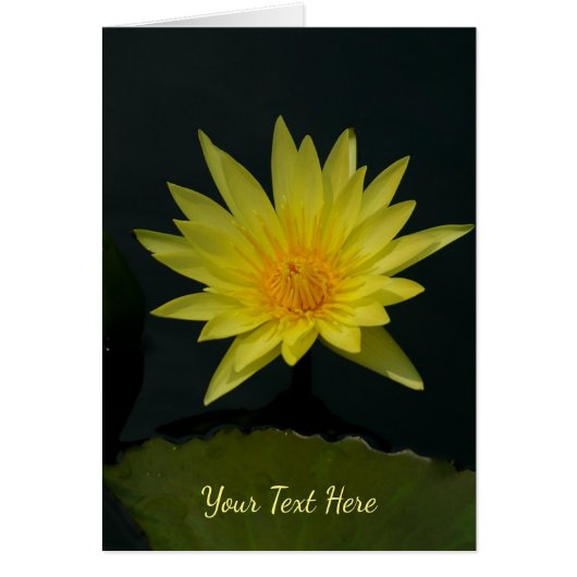 Yellow Lotus Waterlily (Devant)