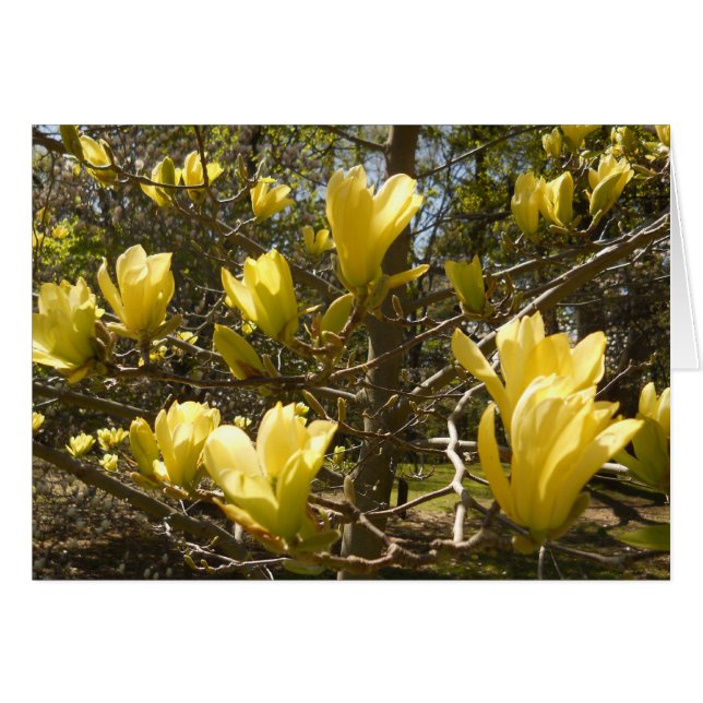Yellow Magnolia Tree (Voorkant Horizontaal)