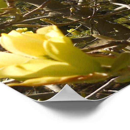 Yellow Magnolia Tree Poster (Hoek)