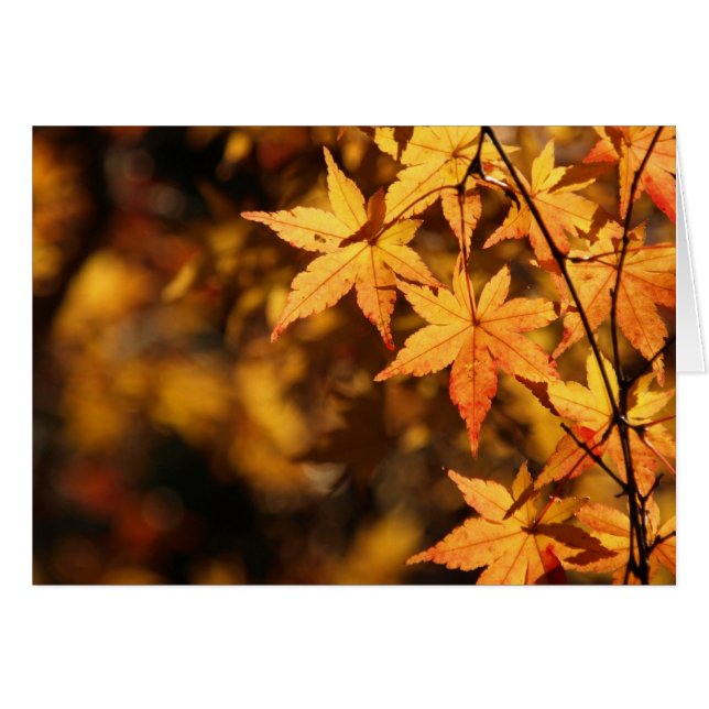 Yellow Maple (Voorkant Horizontaal)