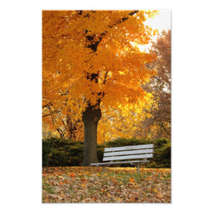 Yellow Maple Tree Autumn Foto afdrukken Afdruk