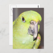 Yellow-Naped Amazon Parrot (close-up) Briefkaart (Voorkant / Achterkant)