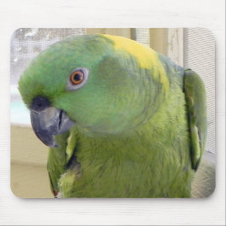 Yellow Naped Amazon PARROT Muismat