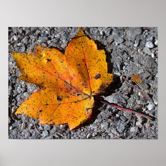 Yellow-orange Leaf Photo Poster (Devant)