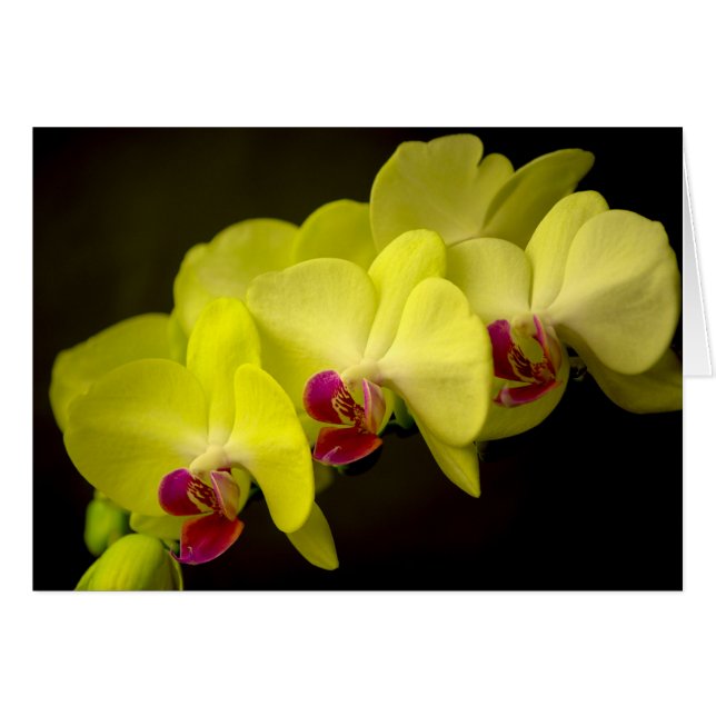 Yellow Orchid - Kaart (Voorkant Horizontaal)