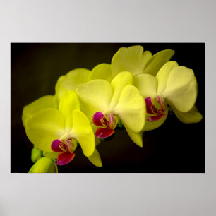 Yellow Orchid - Poster