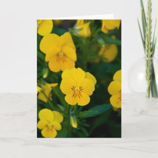 Yellow Pansy Wenskaart Kaart