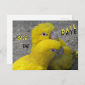 Yellow Parrots Couple SAVE de DATUM Briefkaart (Voorkant / Achterkant)