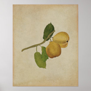  Yellow Pear Botanische Illustratie Poster