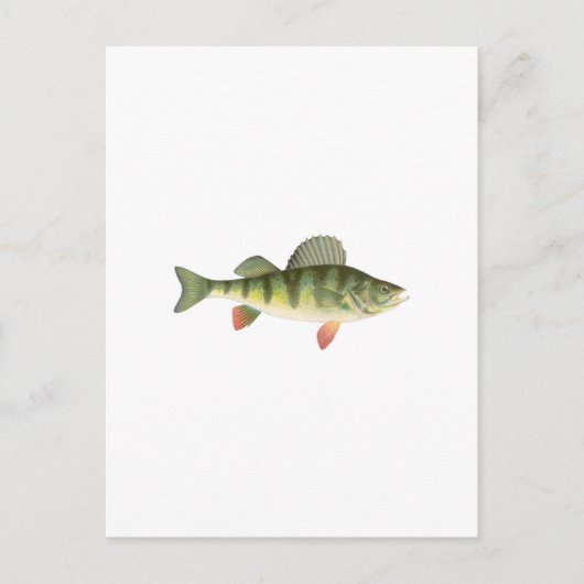 Yellow Perch Art Briefkaart (Voorkant)