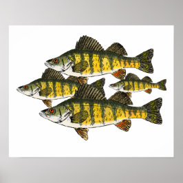 Yellow Perch School Poster