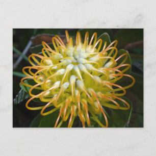 Yellow Pincushion Flower Briefkaart