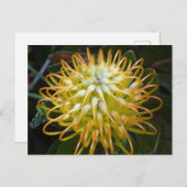 Yellow Pincushion Flower Briefkaart (Voorkant / Achterkant)