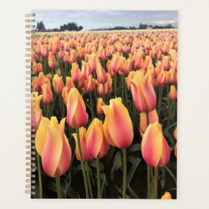 Yellow & Pink Tulip Field, Oregon