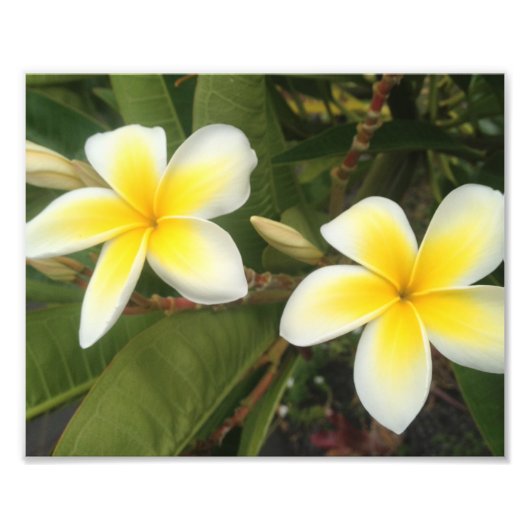 Yellow Plumeria Foto Afdruk (Voorkant)