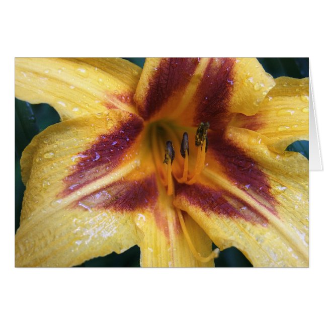 Yellow Red Spark (Voorkant Horizontaal)