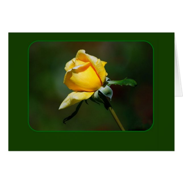 Yellow Rose Bud (Voorkant Horizontaal)