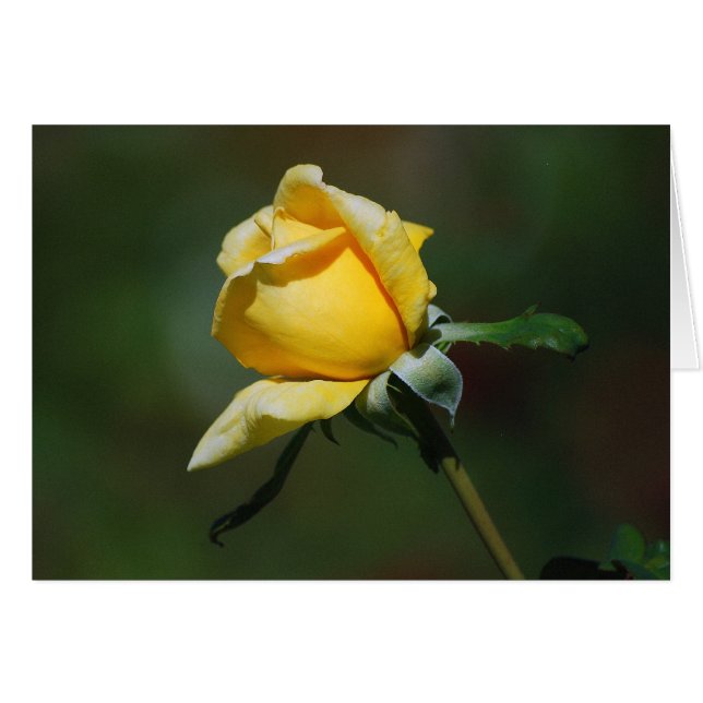 Yellow Rose Bud Card (Voorkant Horizontaal)