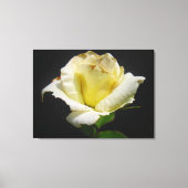 Yellow Rose Canvas Afdruk (Voorkant)
