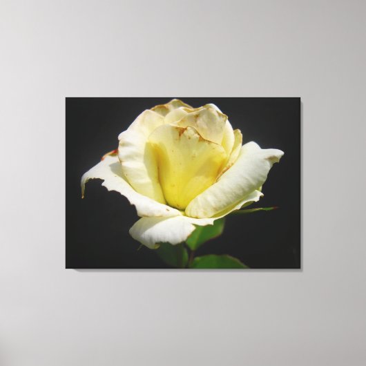 Yellow Rose Canvas Afdruk (Voorkant)