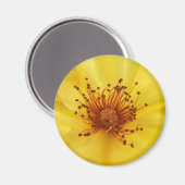 Yellow Rose Center Magnet Magneet (Voorkant / Achterkant)