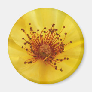 Yellow Rose Center Magnet Magneet