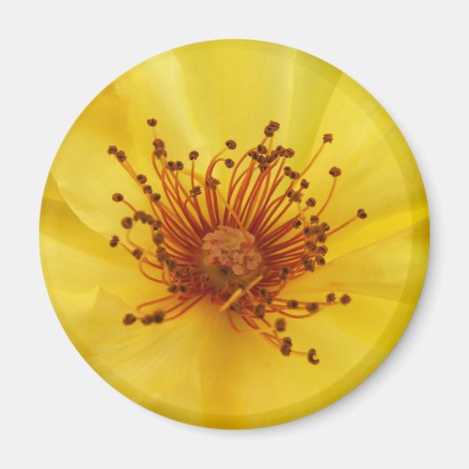Yellow Rose Center Magnet Magneet (Voorkant)