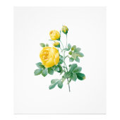  Yellow Rose Fine art Foto Afdruk (Voorkant)