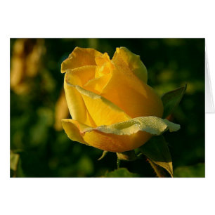 Yellow Rose Floral 2