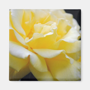 Yellow Rose Floral 5 Magneet