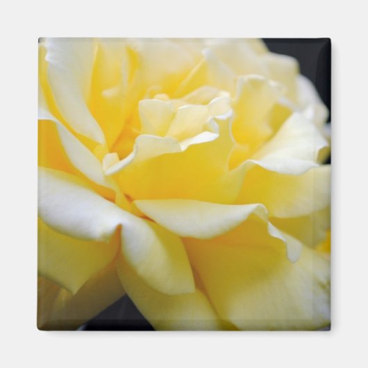 Yellow Rose Floral 5 Magneet (Voorkant)