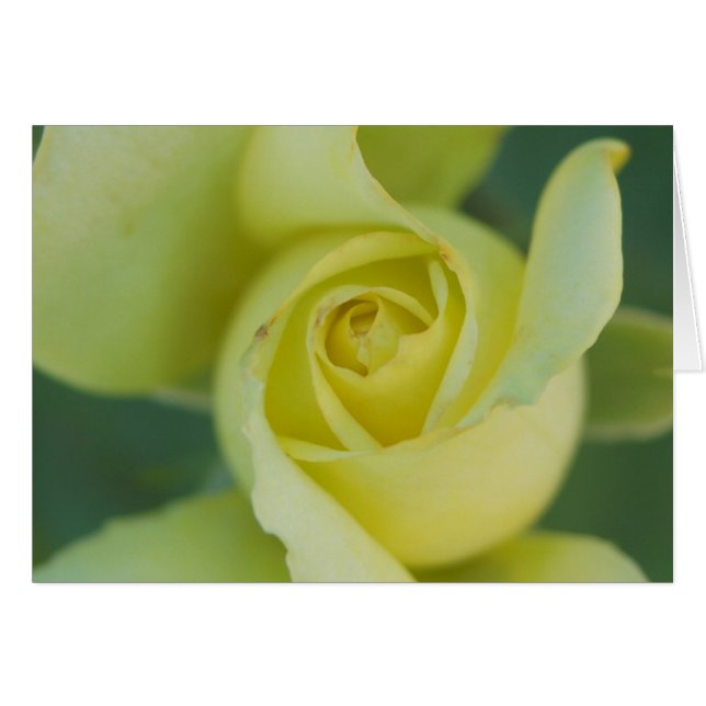 Yellow Rose II (Voorkant Horizontaal)
