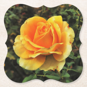 Yellow Rose in Natuur Kartonnen Onderzetters