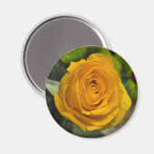 Yellow Rose Magnet (Recto/Verso)