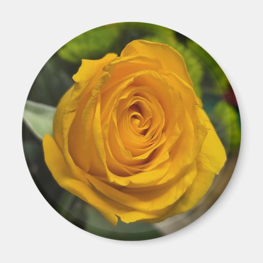 Yellow Rose Magnet (Devant)