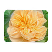 Yellow Rose Magnet (Horizontal)