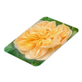 Yellow Rose Magnet (Côté Gauche)